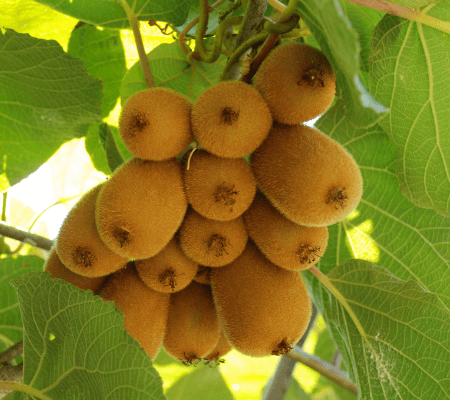 Red/gold and red/green kiwi fruit has made it to the US - General Fruit  Growing - Growing Fruit