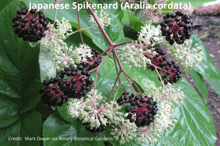 Aralia cordata, Japanese Spikenard (Udo)