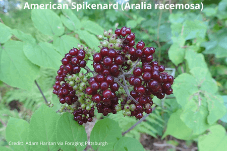 Aralia racemosa, American Spikenard