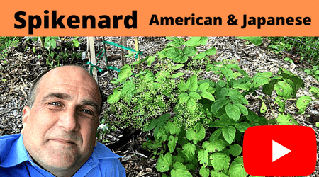 Aralia racemosa Spikenard on YouTube