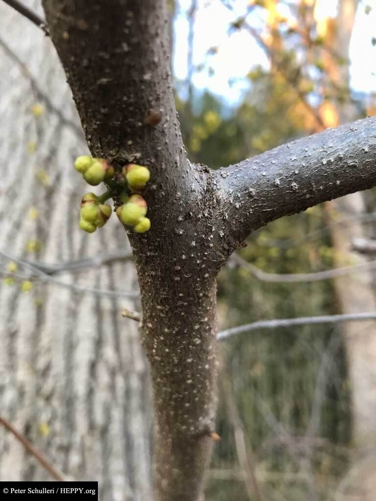 Spicebush has small distinct white spots on its branches and flower buds appear in March-April.