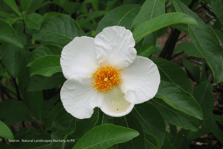 Franklinia Tea Tree flower
