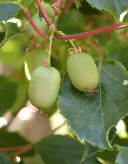 Fruit of the month: Kiwifruit - Harvard Health