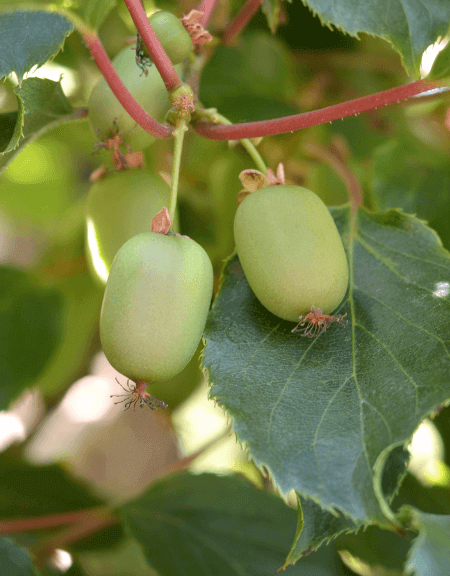 https://heppy.org/wp-content/uploads/Hardy-Kiwi-look-like-Kiwi-grapes.png