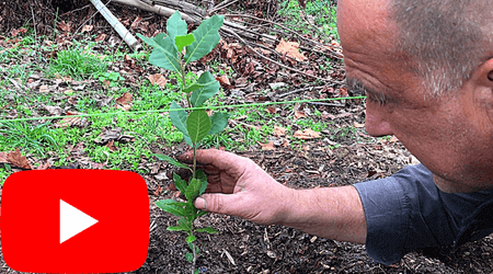 Holly Oak that Grow Truffles on YouTube
