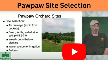 How to Grow Pawpaw by Orchard Manager Jeremy Lowe, Kentucky State University