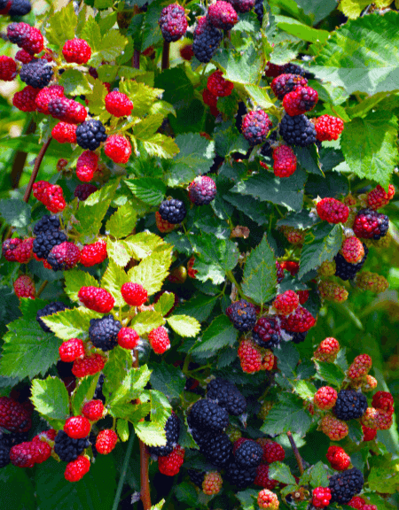 Blackberries & Raspberries - pick fruit from June to November