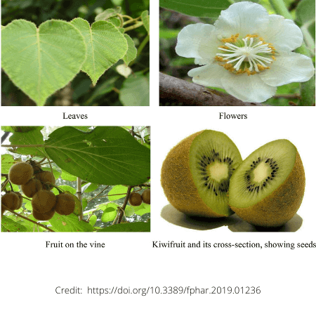 Fruit of the month: Kiwifruit - Harvard Health