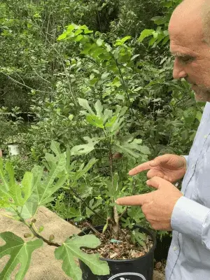 Little Miss Figgy dwarf fig tree