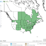 American Plum, Prunus americana grow in Zone 3 to 8, and are wild plum that make plum fruit