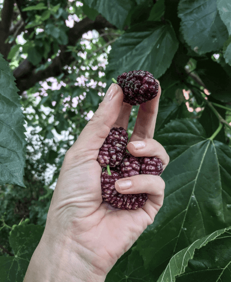  2 Pakistan Black Mulberry Tree, Edible Fruit Mulberry