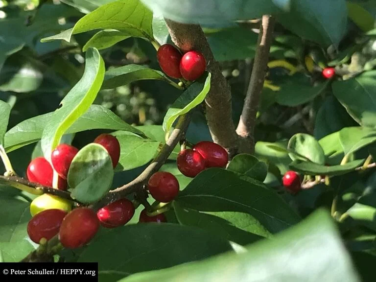 Northern spicebush is an understory plant that fruits in September (zone 7)