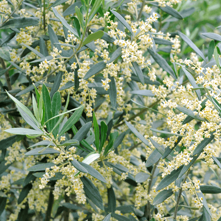 Do Olive Trees Flower? - Olive Grove Oundle