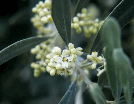 Olive Tree (Olea europaea): How to Grow and Care with Success