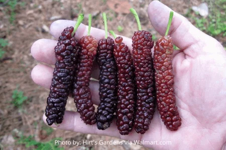 Pakistan Mulberry Tree, Mulberry Trees