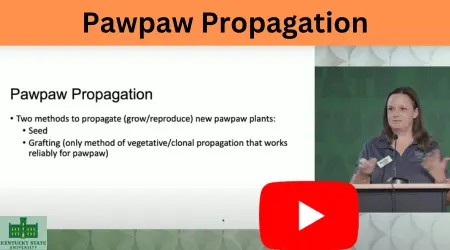 Pawpaw propagation by Sheri Crabtree, Kentucky State University