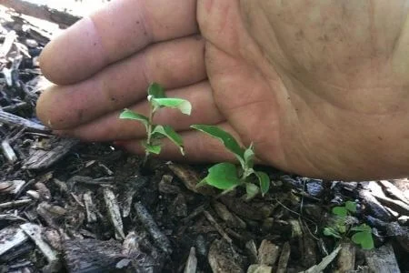 Sweet Scarlet Goumi seedlings, zone 7