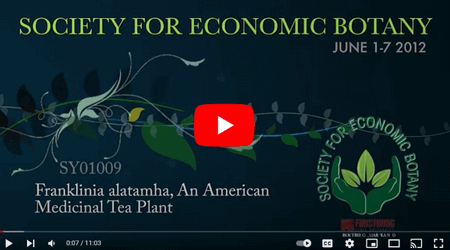The Society for Economic Botany (SEB) - Franklinia alatamha, An American Medicinal Tea Plant