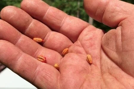 Tillamook Goumi seeds