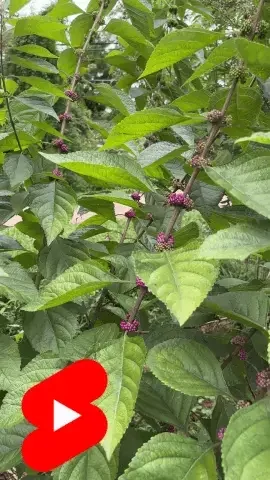 American Beautyberry, Callicarpa americana YouTube Short