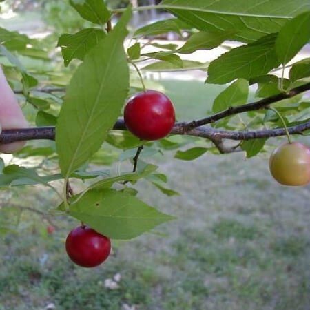 American plum, prunus americana American plum fruit