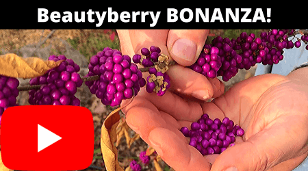 Beautyberry is an exotic fruit we pick in Fall