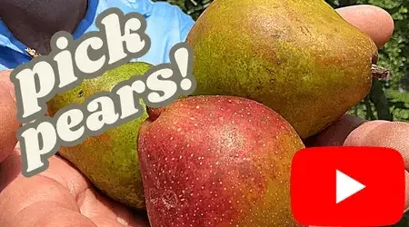 Best Pear Tree Review on YouTube - Kieffer, Moonglow and Warren