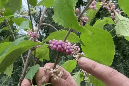Callicarpa americana Welch's Pink