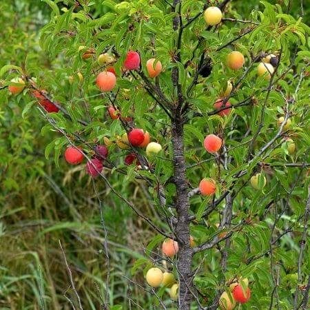 how to grow mexican plum tree from seed