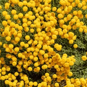 Cotton Lavender flowers, Santolina chamaecyparissus