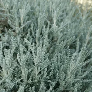 Cotton Lavender leaves, Santolina chamaecyparissus