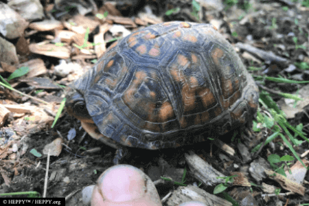 Eastern Box Turtle (Terrapine carolina) in our garden Eastern Box Turtle (Terrapine carolina) thrive by using permaculture gardening techniques