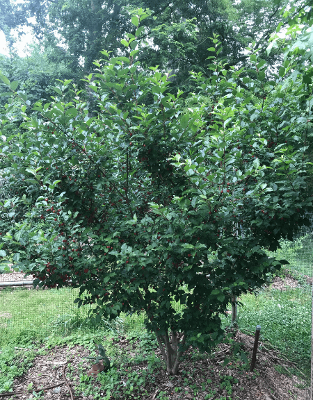 Elaeagnus multiflora in landscaping and garden ideas​