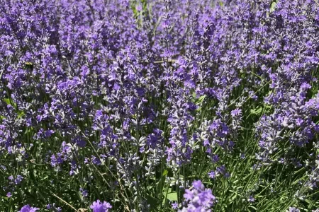 English Lavender, Lavandula angustifolia
