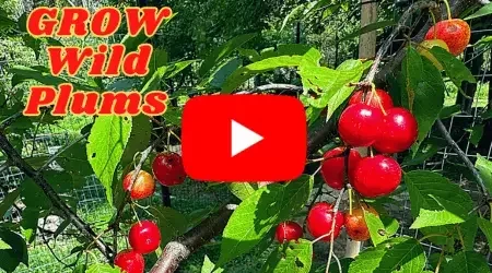 Enjoy Wild Plum fruit from native plants in YOUR yard