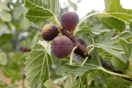 Fig tree care urban garden