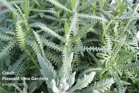 Fringed Lavender, Lavandula dentata