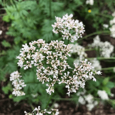 Fragrant flowers and are excellent for cut flowers