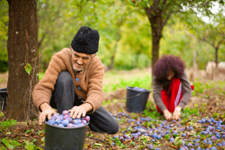 gathering buckets of plums