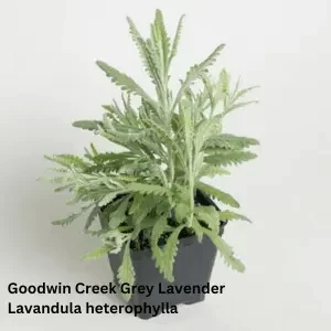 Goodwin Creek Grey, Lavandula heterophylla