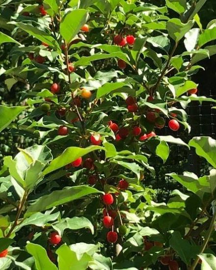 Goumi (Elaeagnus) - easy to grow edible fruit and nitrogen fixing plant