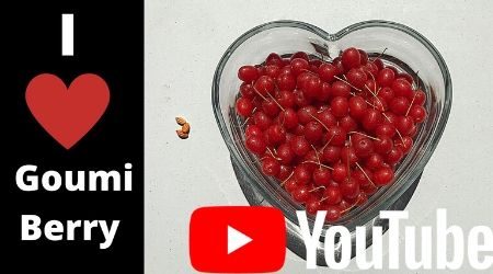 Goumi fruit tastes like cherry