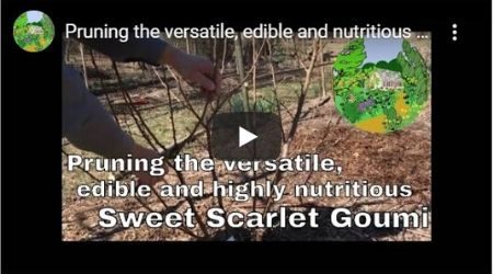 Pruning the Goumi in winter or early spring