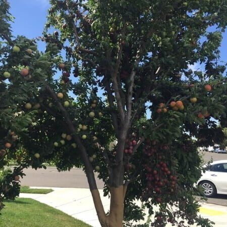 Grafting American plum and Chickasaw plum