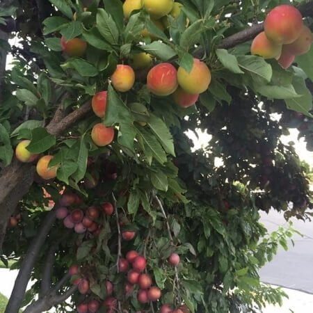Grafting prunus domestica and prunus salicina