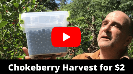 Harvest Chokeberry (Aronia) for $2 - Watch on YouTube
