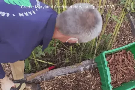 Harvest Jerusalem Artichoke, Sunchoke