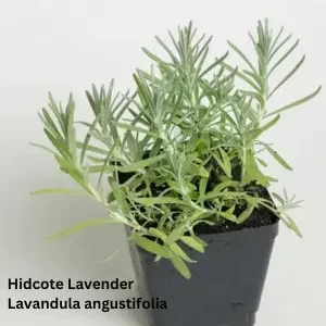 Hidcote, Lavandula Angustifolia