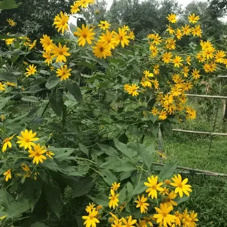 How to Grow Sunchoke plant in landscaping and garden
