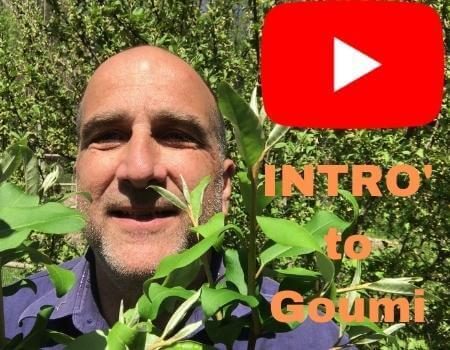 How to Grow the Tillamook and Sweet Scarlet Goumi on YouTube